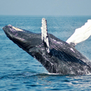 Whales could be key to reducing carbon dioxide