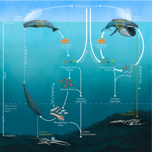 graph of whales and carbon cycling