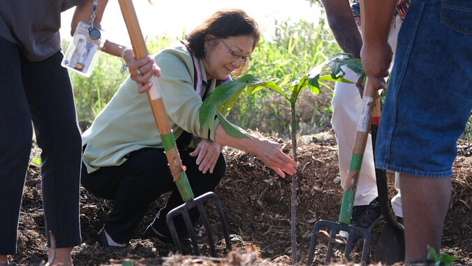 Senator Hirono crouching and touching the ulu sapling