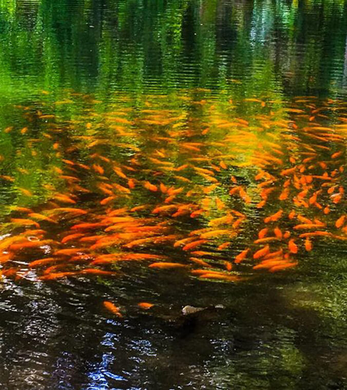 Large number of orange koi swimming in a pond