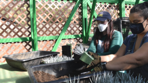 Two people working with silversword plants