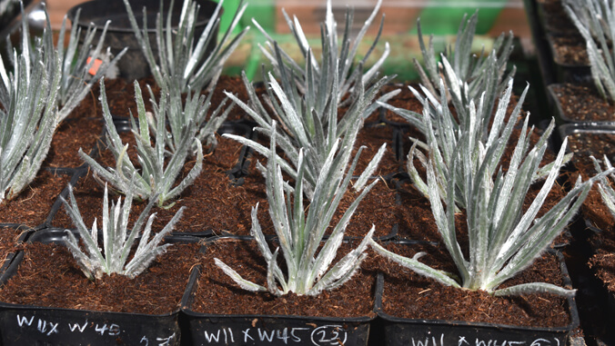 Silversword plants