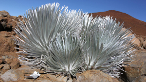Adult silverswords