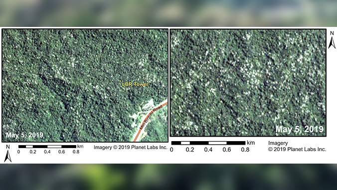 satellite images of blooming trees