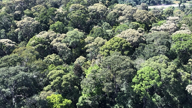 Lambir Hills National Park - O que saber antes de ir (ATUALIZADO 2023)