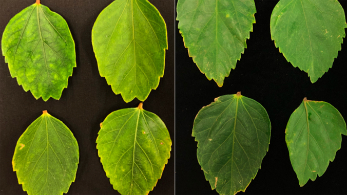 green leaves