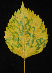 yellowing leaf