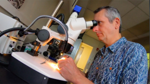 person looking into a microscope