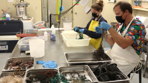 scientists in lab working