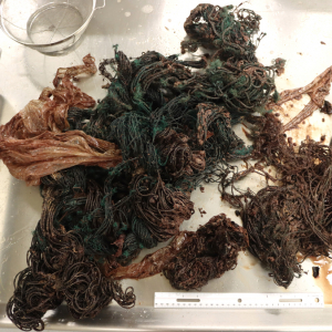 marine debris from whales stomach