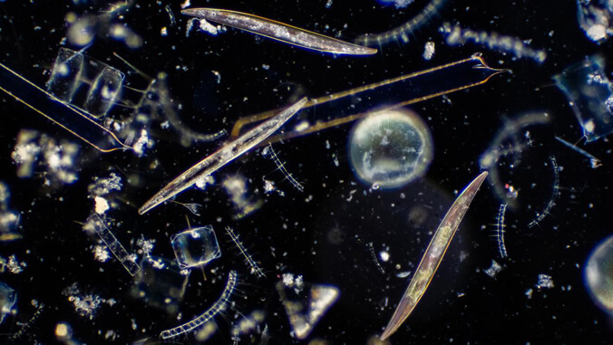 algae under microscope