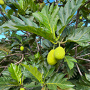 Breadfruit on the tree