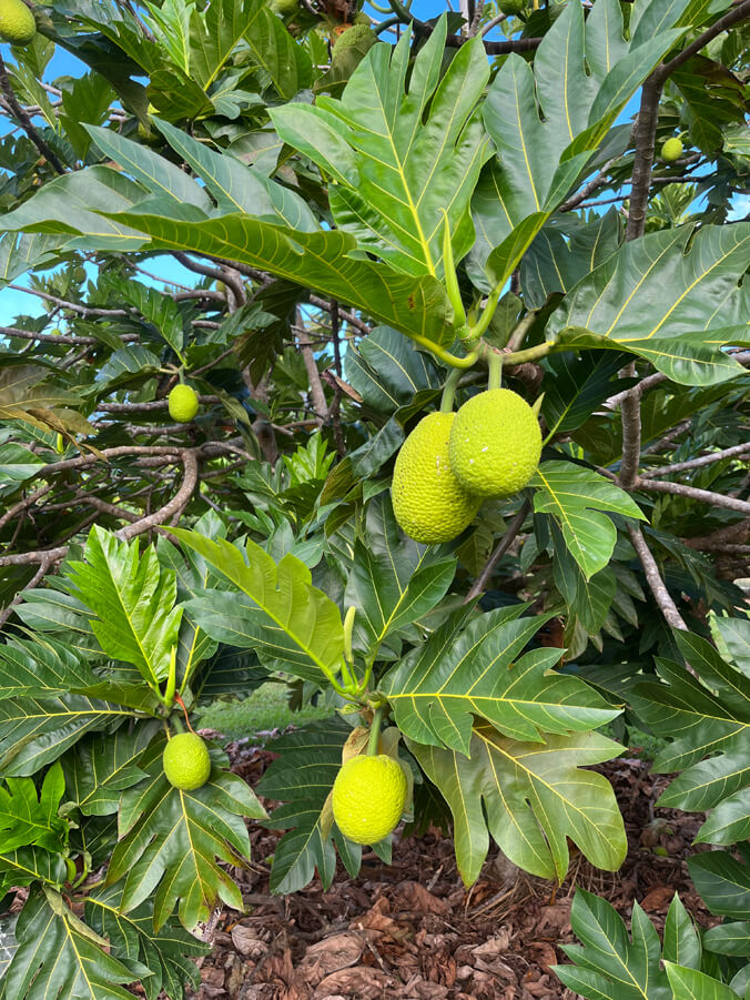 Breadfruit on the tree