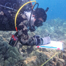 Impact of sewage pollution on reefs explored by UH researchers