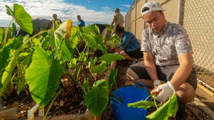 Person working with kalo plants