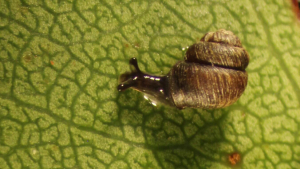 snail on leaf