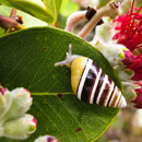 Rare Hawaiian snails gain support from $1.5M conservation funding