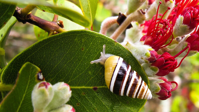 snail on leaf