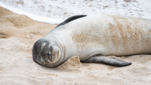 monk seal sleeping on a beach