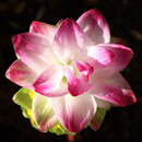 Close up of an olena flower