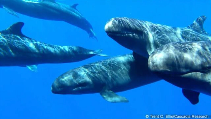 False killer whales swimming in the ocean