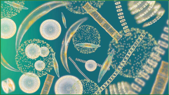 phytoplankton