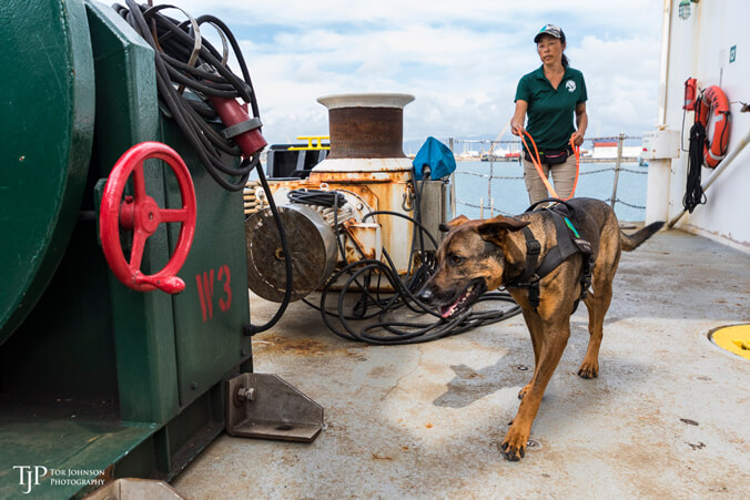 dog searching boat