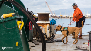 dog searching boat