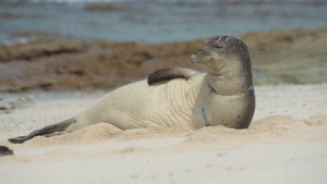 seal with marine debris around neck