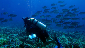 scuba diver by reef