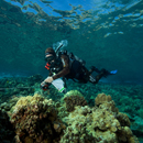 Pandemic drop in visitors to Molokini increased reef fish