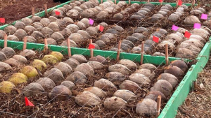 Rows of coconuts