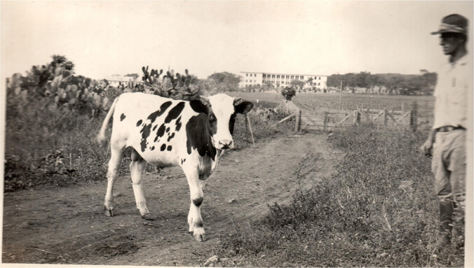 Black and white image of a bull with Hawaii Hall in the background