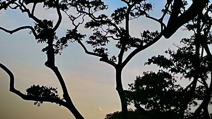 Trees silhouetted against the morning sky with the crescent moon visible