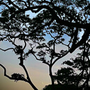 Trees silhouetted against the morning sky with the crescent moon visible