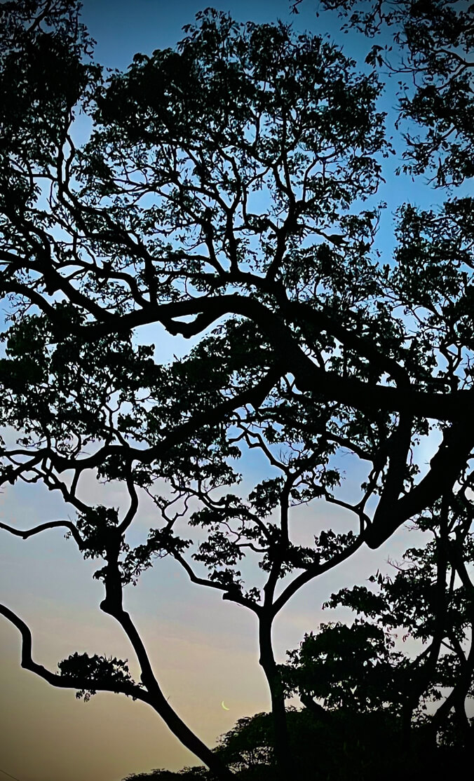 Trees silhouetted against the morning sky with the crescent moon visible