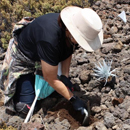 Silversword outplanting, volunteer weed pulls on Maunakea