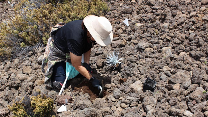 Person planting silversword