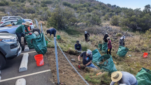 Volunteers on a hill pulling weeds