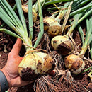 Optimizing onion growth focus of CTAHR extension field day