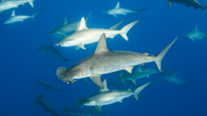 sharks swimming