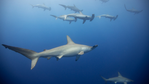 sharks swimming