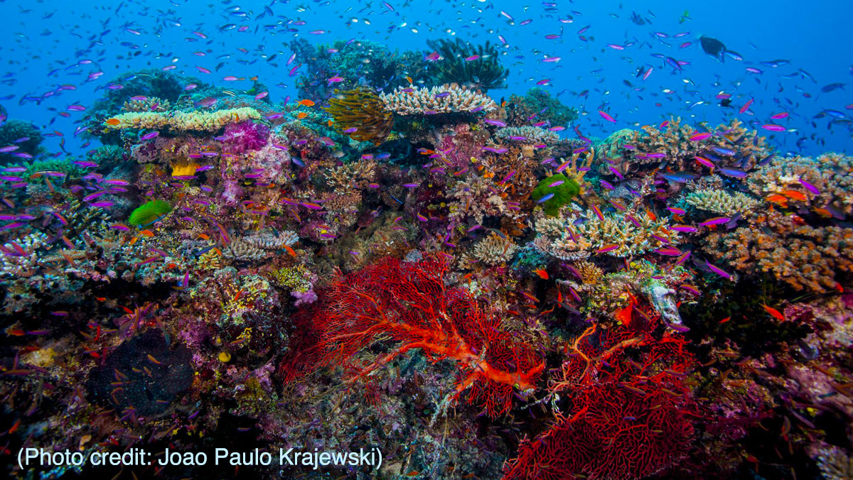vibrant coral reef with fishes swimming