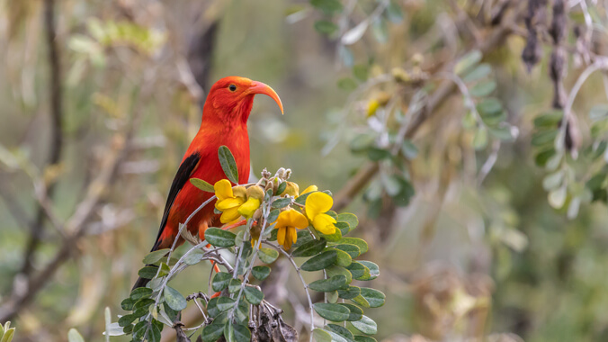 Bright orange iiwi standing on a branch with yellow flowers