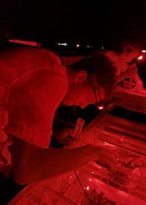 person under red light collecting corals