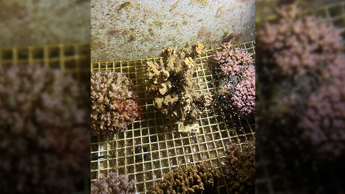 corals releasing egg and sperm bundles