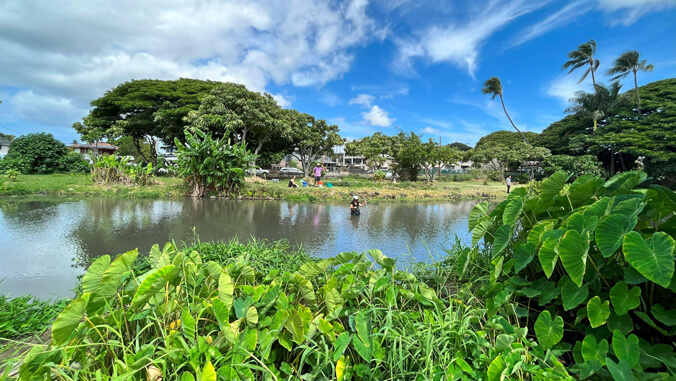 Wide shot of the loi, plants and a blue sky