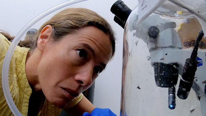 Researcher looking at flies in a glass container