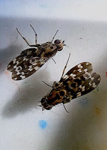 close up of two flies