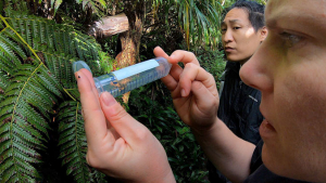 Two people looking at a fly trap in the field